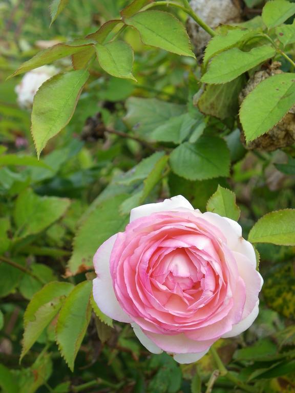 Fleur De Ciel Villa Loos-en-Gohelle Dış mekan fotoğraf