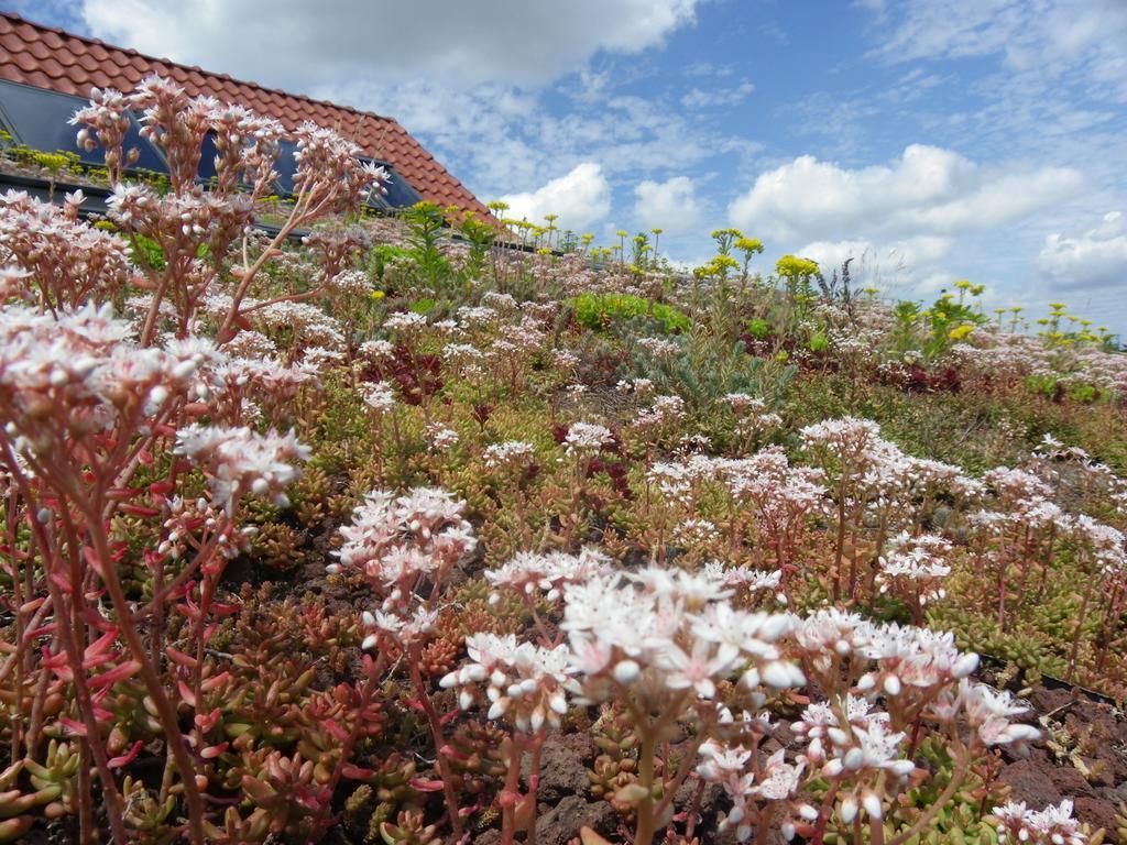 Fleur De Ciel Villa Loos-en-Gohelle Dış mekan fotoğraf